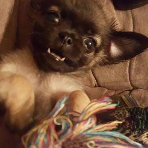 Meet your Posher, Misty